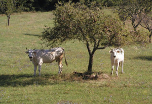 vacche-sacre19-05