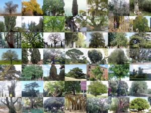 alberi-monumentali-