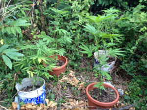piante-marijuana-in-vasetti