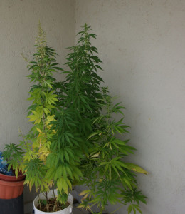 alcune-piante-cannabis