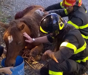 Vigili-Fuoco-Cavallo