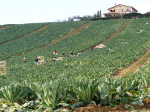 rp_agricoltura-weblam3-300x225.jpg