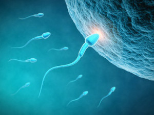 fecondazione-spermatozoi