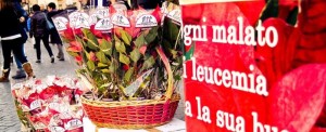 AIL Stelle di Natale 2015 - foto