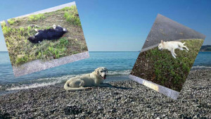 scena-foto-cani
