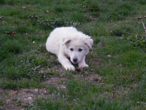 cani-anti-lupo