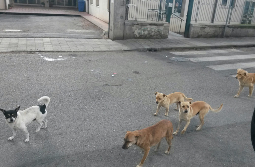 Randagismo: tavolo di confronto tra L’ASP di Catanzaro e i sindaci del territorio provinciale