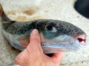 pesce-palla-maculato
