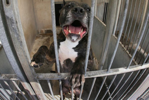 Pitbull