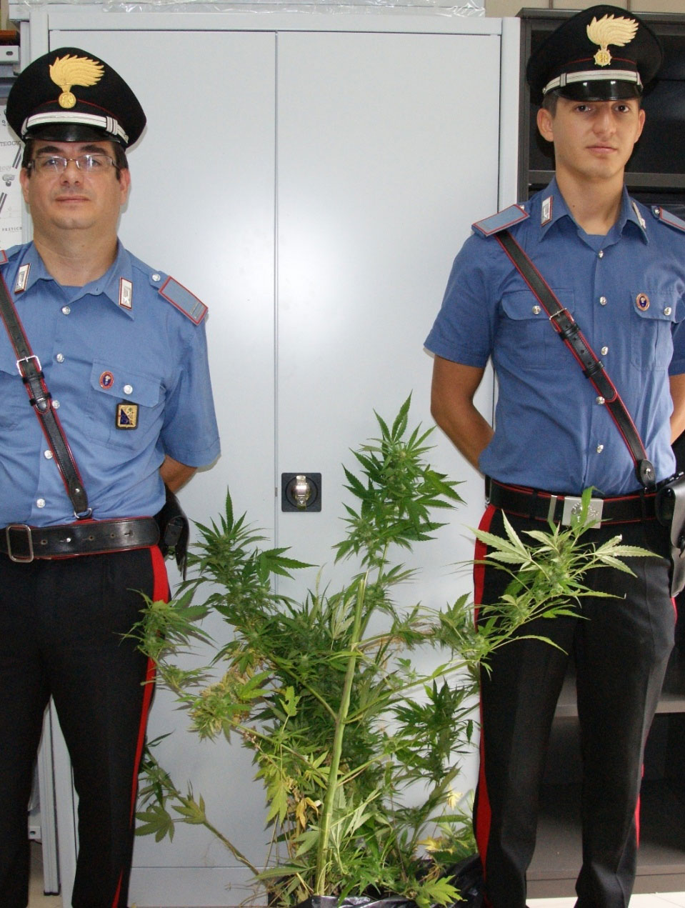 Droga: piantagione cannabis tra i boschi, un arresto e 2 ricercati