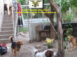 ricovero-cani-villa