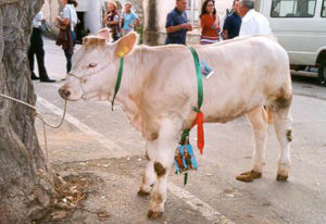 vitello-riffa