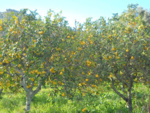 bergamotto-piantagione600x4