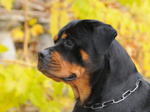 rottweiler-01-600x450