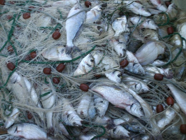Pesca, Parentela (M5s): 6,2 milioni di euro per la pesca sostenibile