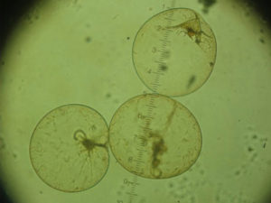 nocticula-micro