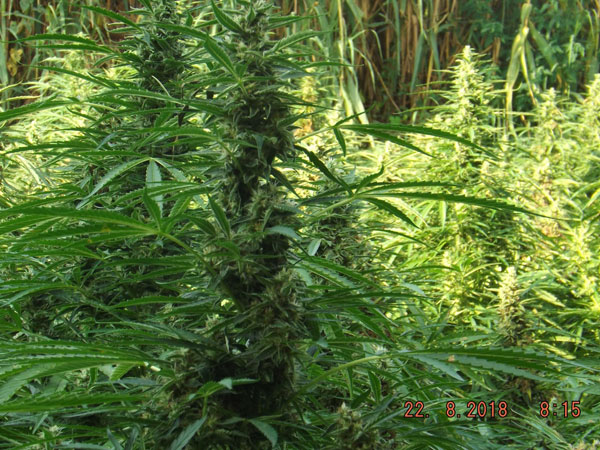 Droga: piantagione marijuana sequestrata nel Crotonese