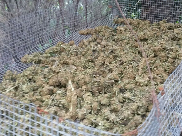 Canolo: Rinvenuta piantagione di marijuana, arrestato 49enne