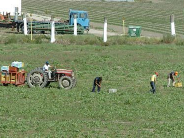 Calabria: Aiello (M5s), nuove politiche per l'agricoltura