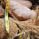 Il paesaggio del pane: nuovo evento del festival delle Erranze e della Filoxenia