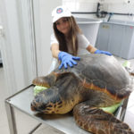 Animali: tartaruga con plastica nello stomaco salvata e liberata