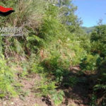 Droga: 100 piante di canapa indiana sequestrate in Aspromonte