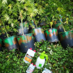 Mammola: scoperta piantagione di marijuana