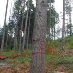Tagliati abusivamente sei ettari di bosco, denunciata 1 persona