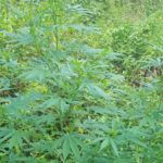 Droga: Gdf scopre nel lametino due piantagione di marijuana