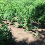 Mammola: scoperta piantagione di marijuana