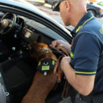 “Collins” il cane antidroga dei Carabinieri trova Marijuana in casa di un 28enne
