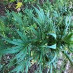 Droga: piantagione di marijuana scoperta nel Cosentino