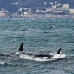 Orche: segnalate verso Scilla, volontari e pescatori mobilitati
