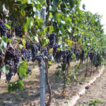 Agricoltura: nasce l'Associazione Viticoltori Vibonesi