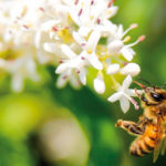 Giornata mondiale api, Coldiretti fa il punto situazione nella regione