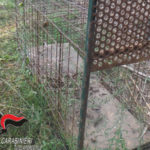 Lamezia: sequestrate tre gabbie trappola per cattura animali selvatici
