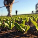 Psr e Domanda Unica: altri 6 milioni per gli agricoltori calabresi