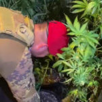 Droga: coltivavano marijuana, 5 arresti nel Reggino