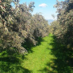Coldiretti Calabria: perdita secca di 400 milioni tra filiera olivicola
