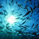 Stato Salute acque Tirreno e Jonio Meridionale per la stagione balneare 2022