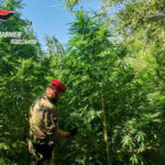 Droga: i carabinieri rinvengono 3 piantagioni in pochi giorni