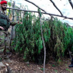 Droga: sequestrate due piantagioni di cannabis nel Reggino