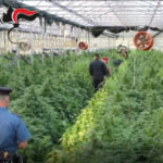 Droga:piante canapa in azienda ortoflorovivaistica,8 arresti