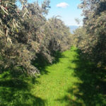 Coldiretti, è la giornata ulivi Unesco in Calabria 25milioni di piante