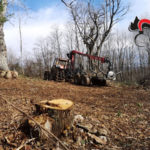 Taglio abusivo alberi,denunciata impresa boschiva