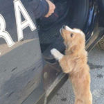 I carabinieri forestali salvano un cucciolo di cane abbandonato