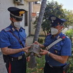 Ritrovata e messa in salvo dai carabinieri una tartaruga centenaria