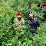 Gioia Tauro: numerosi rinvenimenti piantagioni canapa indica dei carabinieri, un arresto