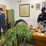 San Vincenzo la Costa: carabinieri scoprono coltivazione di marijuana