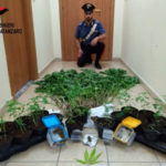Droga:in terreno vicino casa 64 piante cannabis, arrestato